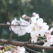 清明|清明时节雨纷纷，路上行人欲断魂——art生殖中心